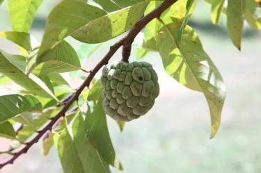 7 Manfaat Buah Srikaya untuk Kesehatan: Manis Rasanya, Hebat Khasiatnya!
