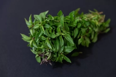 9 Khasiat Daun Kemangi: Rahasia Kecil di Balik Aroma Sedapnya untuk Kesehatan Tubuh