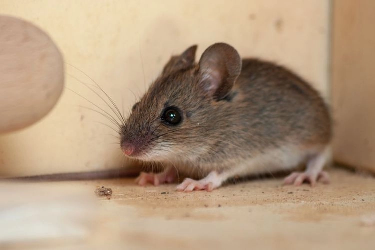 Jangan Anggap Sepele, Ini Gejala Infeksi Virus Hanta yang Dapat Menyerang Tubuh