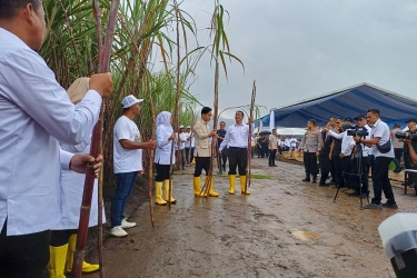 Panen Raya Tebu di Banyuwangi, Wapres Gibran Serahkan Pompa Air hingga 100 Ton Bibit Tebu