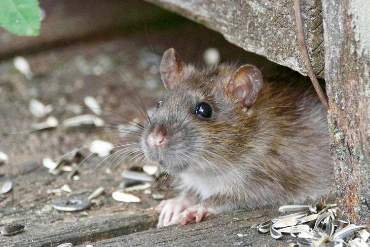 Virus Hanta Bisa Menyebar dari Makanan dan Rumah Kotor, Ini Cara Menghindarinya