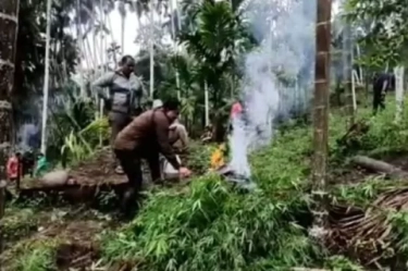 Bareskrim Temukan 25 Hektar Ladang Ganja di Aceh, Tangkap 2 Tersangka dengan Total Barang Bukti Mencapai 180 Ton