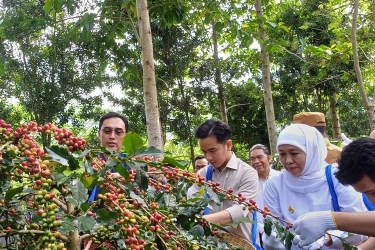 Panen dan Cicipi Kopi Bondowoso, Gibran: Kopinya Kelas Dunia