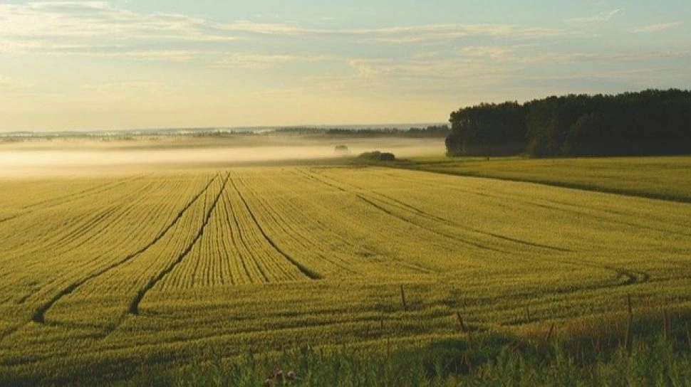 Saat Pemanasan Global Mengubah Sawah Jadi Ladang Kosong, Petani Terancam Gulung Tikar