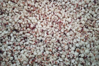 Intip Harga Sorgum, Pangan Alternatif yang Semakin Digemari Pecinta 