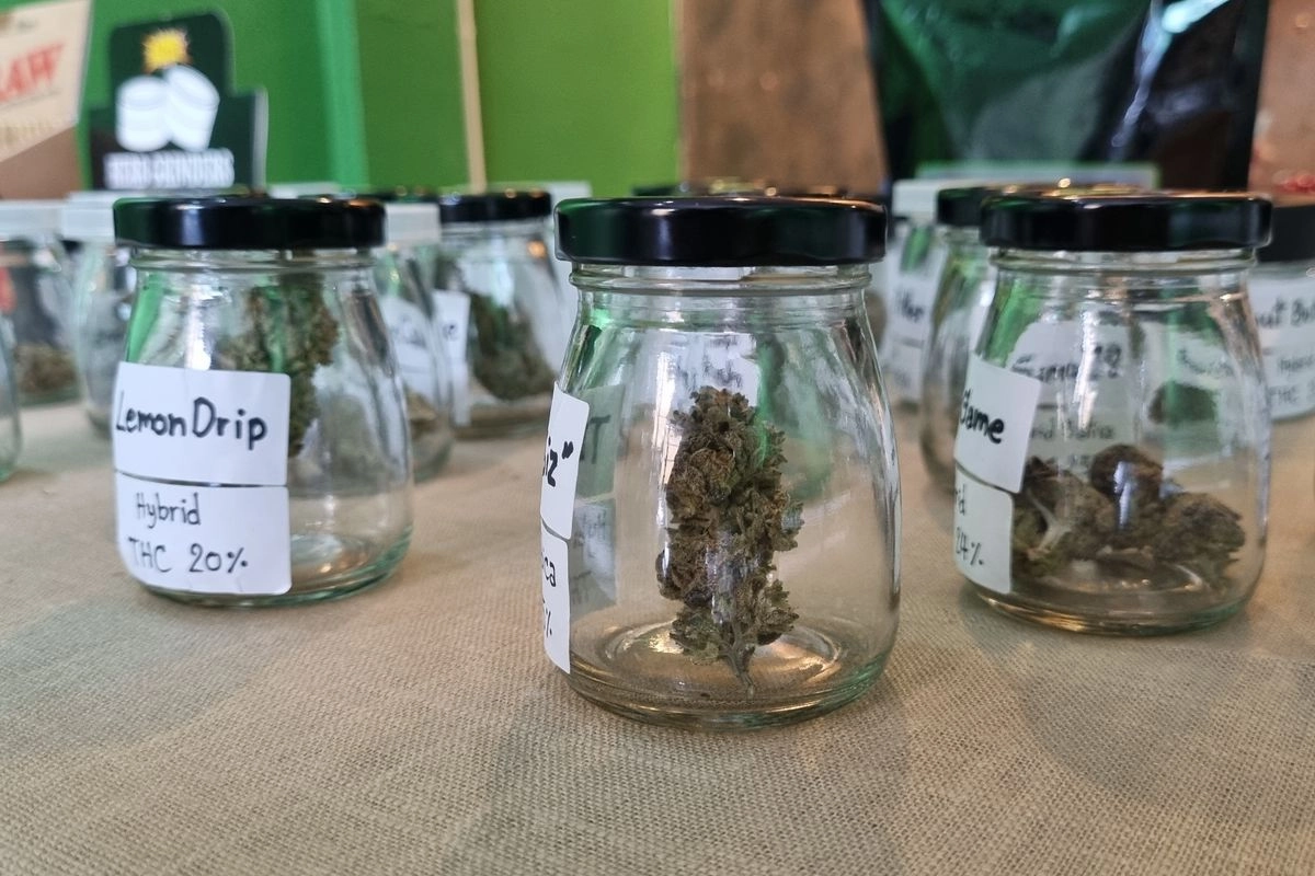 Thailand Perketat Regulasi Ganja Rekreasi, Industri Bernilai Triliunan Terancam