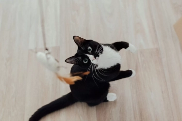 Tetap Aktif Dalam Rumah, Lakukan 7 Permainan Ini Supaya Kucing Indoor Tidak Bosan!