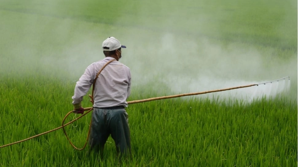 5 Herbisida Murah untuk Membasmi Rumput, Bersihkan Gulma Tuntas Hingga ke Akar
