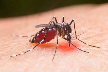 Virus DBD Hanya Ditularkan Nyamuk, Tapi Risiko Kematian Meningkat Jika Salah Deteksi