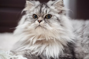 7 Jenis Kucing Paling Menggemaskan yang Cocok Dipelihara di Rumah, Imut Banget!