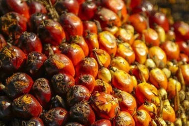 Permintaan India Naik, Harga CPO Terdongkrak ke 877,89 Dollar per Ton