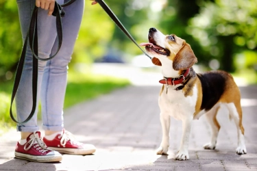 Kota di Italia Ini Akan Berlakukan Pajak Wisata untuk Anjing
