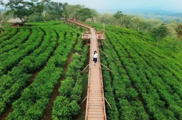 Kebun Teh Wonosari Malang, Wisata Alam di Lawang dengan Panorama Gunung Arjuno dan Berbagai Aktivitas Menarik
