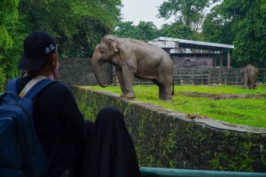 Ragunan Buka Wisata Malam Tiap Sabtu, Catat Jamnya!