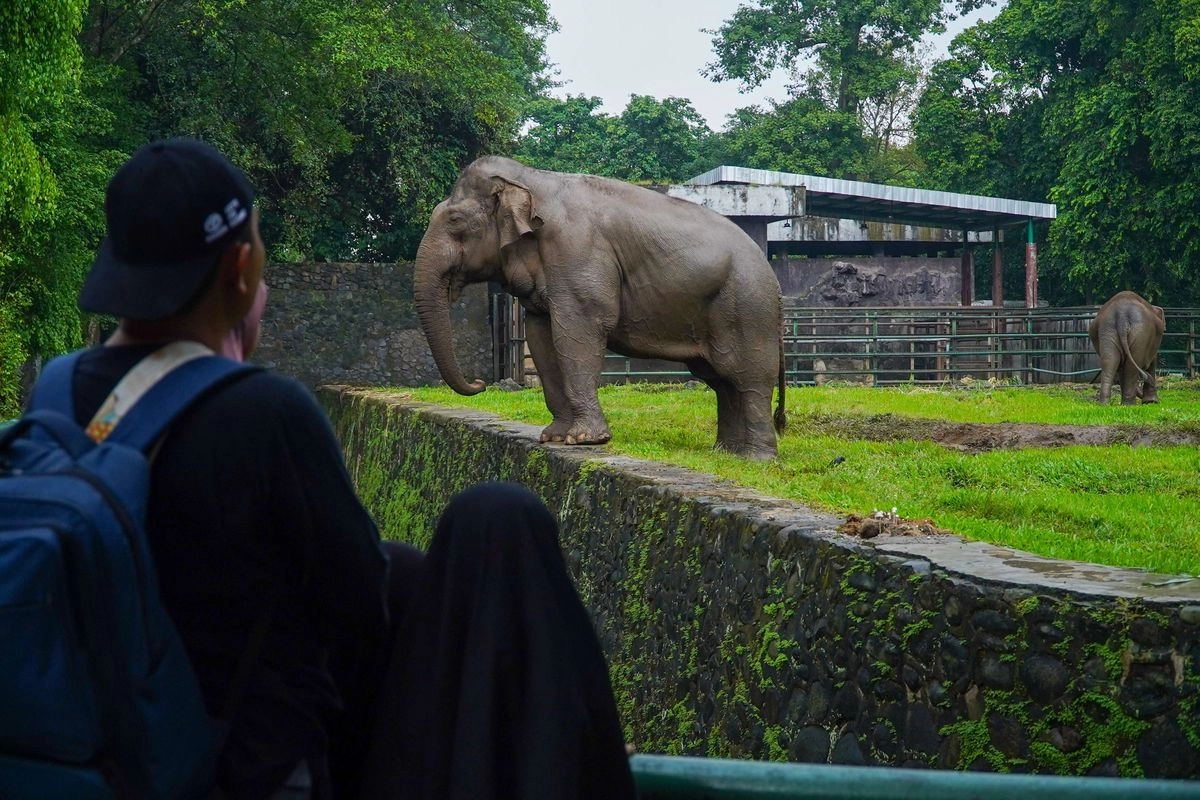 Wisata Malam Ragunan Tiap Sabtu: Harga Tiket dan Sewa Mobil Listrik