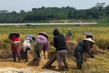 DJBC Catat Tak Ada Impor Beras dan Jagung, Kinerja Bea Masuk Turun 5,1 Persen