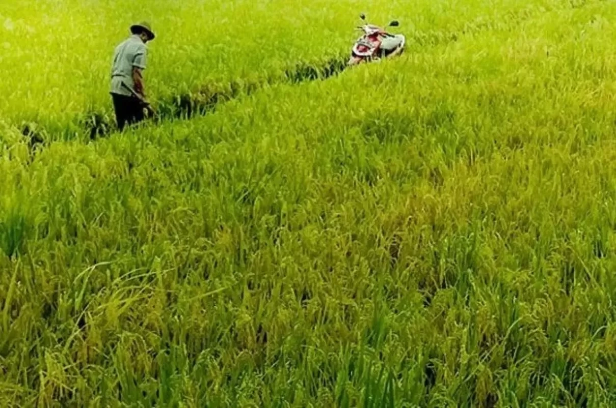 Kemenkeu Minta Belanja Anggaran Ketahanan Pangan Digenjot, Realisasi Capai Rp 81,2 Triliun hingga September