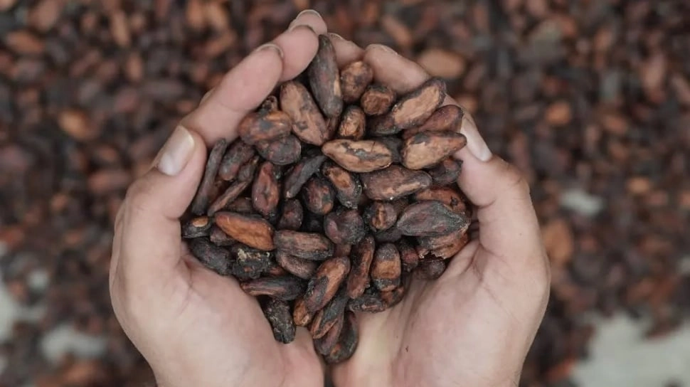 Rahasia Cokelat Premium Indonesia: Ada Kisah Petani Lokal di Balik Rasa Mendunia
