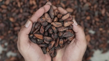 Rahasia Cokelat Premium Indonesia: Ada Kisah Petani Lokal di Balik Rasa Mendunia