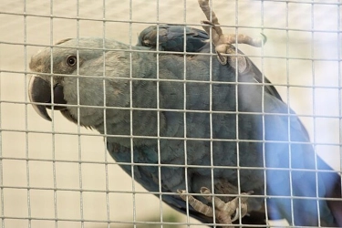Bogor Bird Zoo Akan Hadir di Pakansari, Ikon Baru Wisata Konservasi dan Edukasi