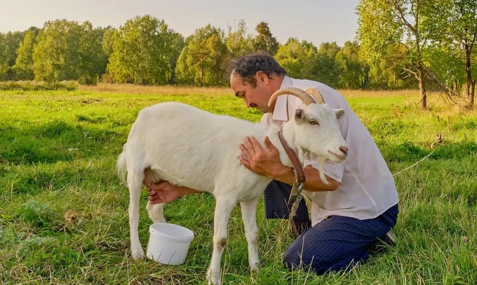 Manfaat Susu Kambing Bisa Cegah Asam Urat, Dijauhkan dari Bahaya Penyakit Jantung dan Ginjal