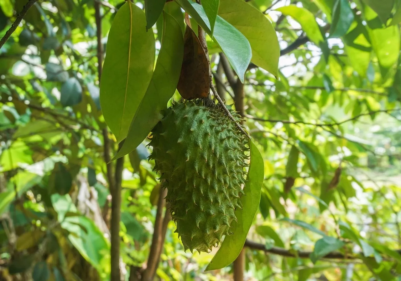 Bikin Tubuh Sehat dan Bugar, Mengungkap 9 Manfaat Luar Biasa Daun Sirsak yang Wajib Anda Tahu