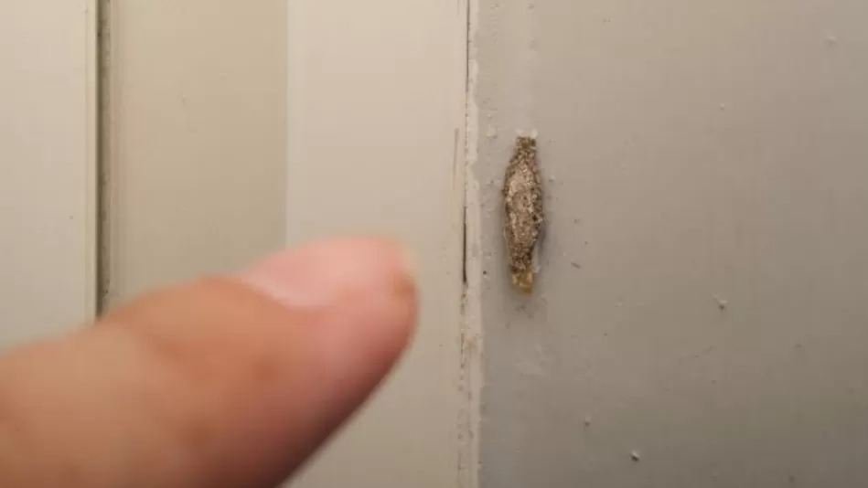 Sering Disangka Debu, Waspada Kamitetep, Hama Kecil di Dinding yang Bisa Picu Iritasi Kulit hingga Gangguan Pernapasan