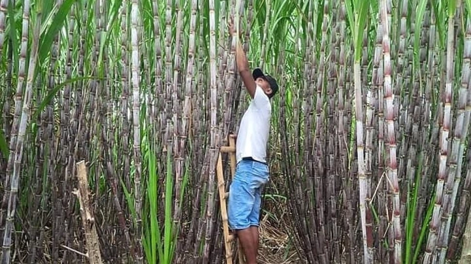 Pemerintah Siapkan Lahan 1 Juta Ha Kebun Tebu untuk Implementasi BBM Campur Etanol