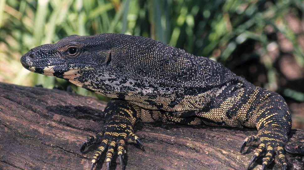 Permintaan Ekspor Kulit Biawak Indonesia Meroket: Mampukah Permintaan Global Selaras dengan Alam?