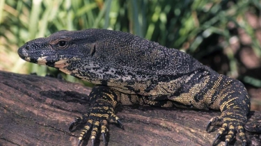 Permintaan Ekspor Kulit Biawak Indonesia Meroket: Mampukah Permintaan Global Selaras dengan Alam?