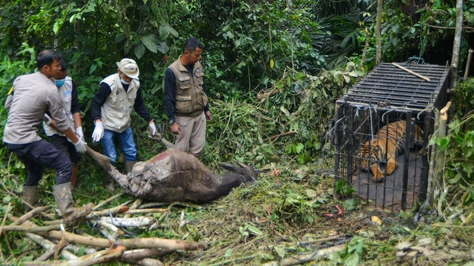 Kenapa Harimau Masuk ke Permukiman? Pakar Beri Penjelasannya