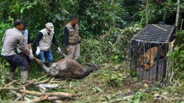 Kenapa Harimau Masuk ke Permukiman? Pakar Beri Penjelasannya