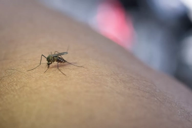 Mengenal Malaria, Penyakit yang Disebabkan Gigitan Nyamuk dengan Gejala Demam Tinggi dan Menggigil