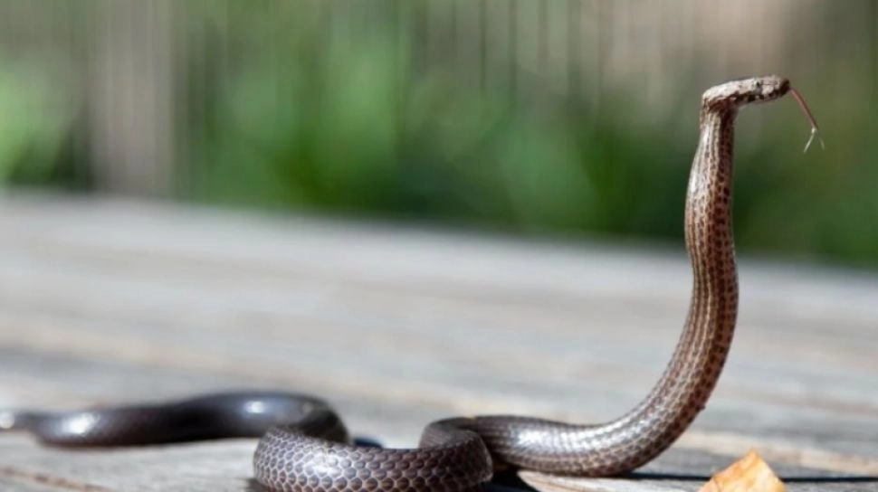 Bikin Merinding, Video Viral Penyelamatan Pria yang Celananya Dimasuki Ular Kobra