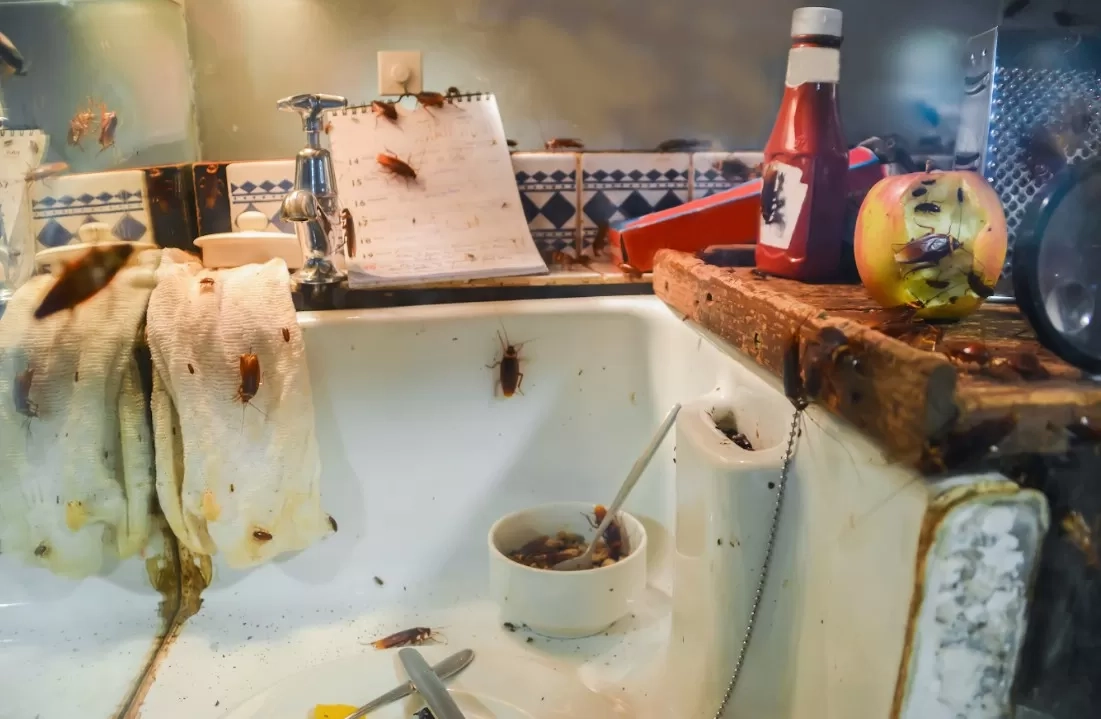 Jangan Sepelekan! Kecoak Ternyata Jadi Sumber Alergen dan Pemicu Asma