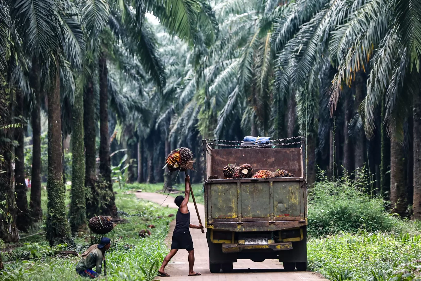 Petani Hentikan Perawatan dan Pemupukan Kebun karena Takut Usahanya Disita