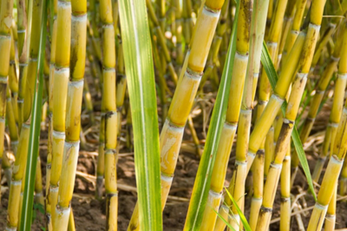 Kemenperin: RI Butuh 700.000 Hektare Lahan untuk Bisa Swasembada Gula