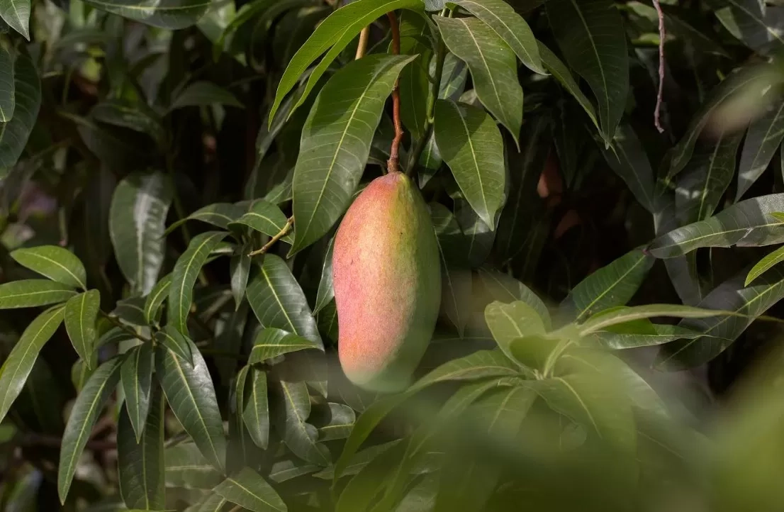 7 Manfaat Daun Mangga yang Jarang Diketahui: Bukan Sekadar Daun, tapi Obat Alami Penyehat Tubuh!