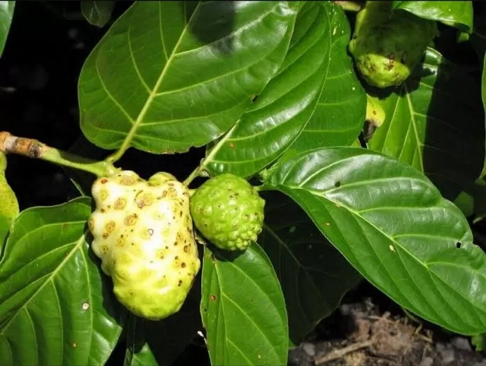 Bukan Cocok Digunakan dalam Masakan, Daun Mengkudu Juga Memiliki 5 Manfaat Utama untuk Tubuh