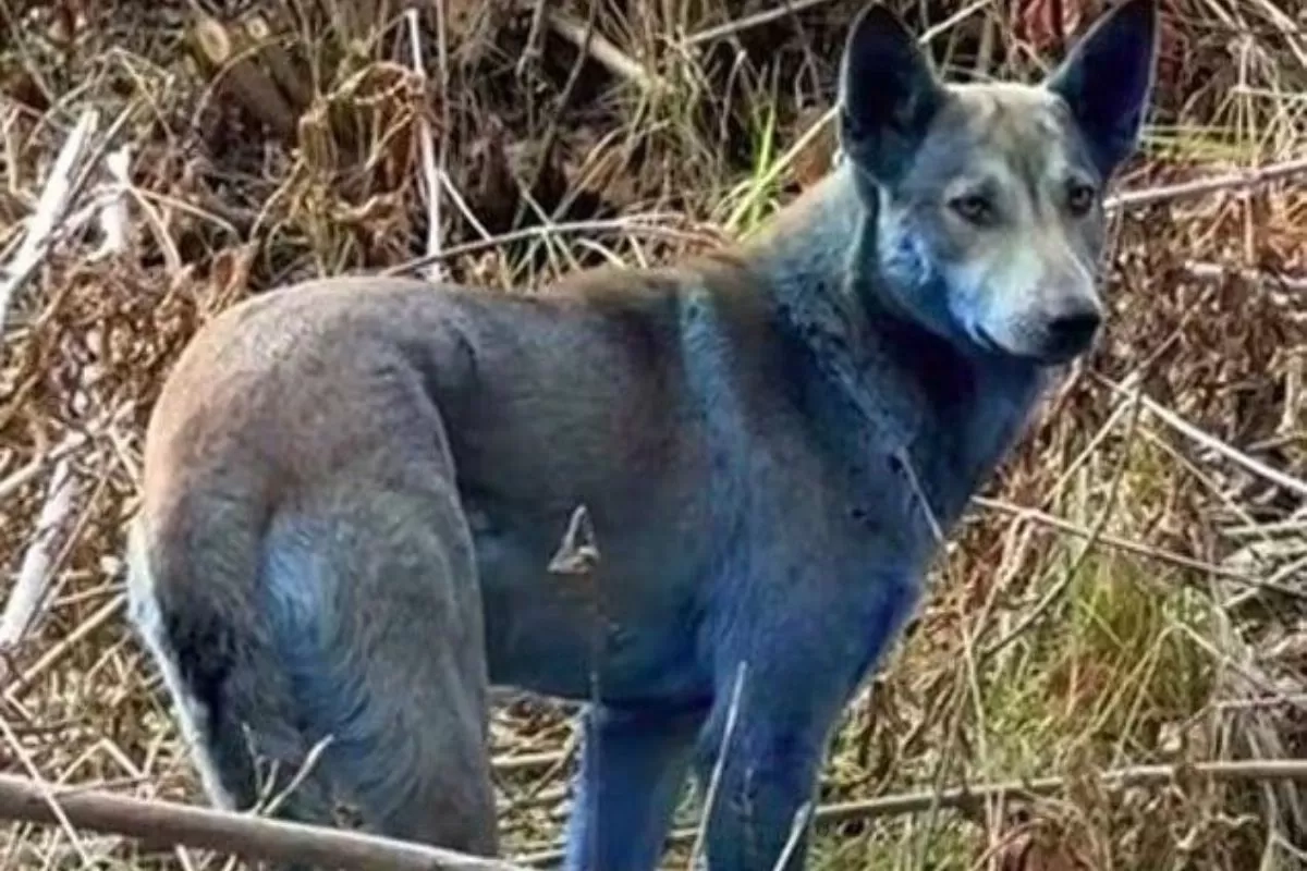 Bulu Anjing Chernobyl Berwarna Biru Bukan Hoax! Ilmuwan Duga Penyebabnya dari Paparan Kimia dan Mutasi Genetik