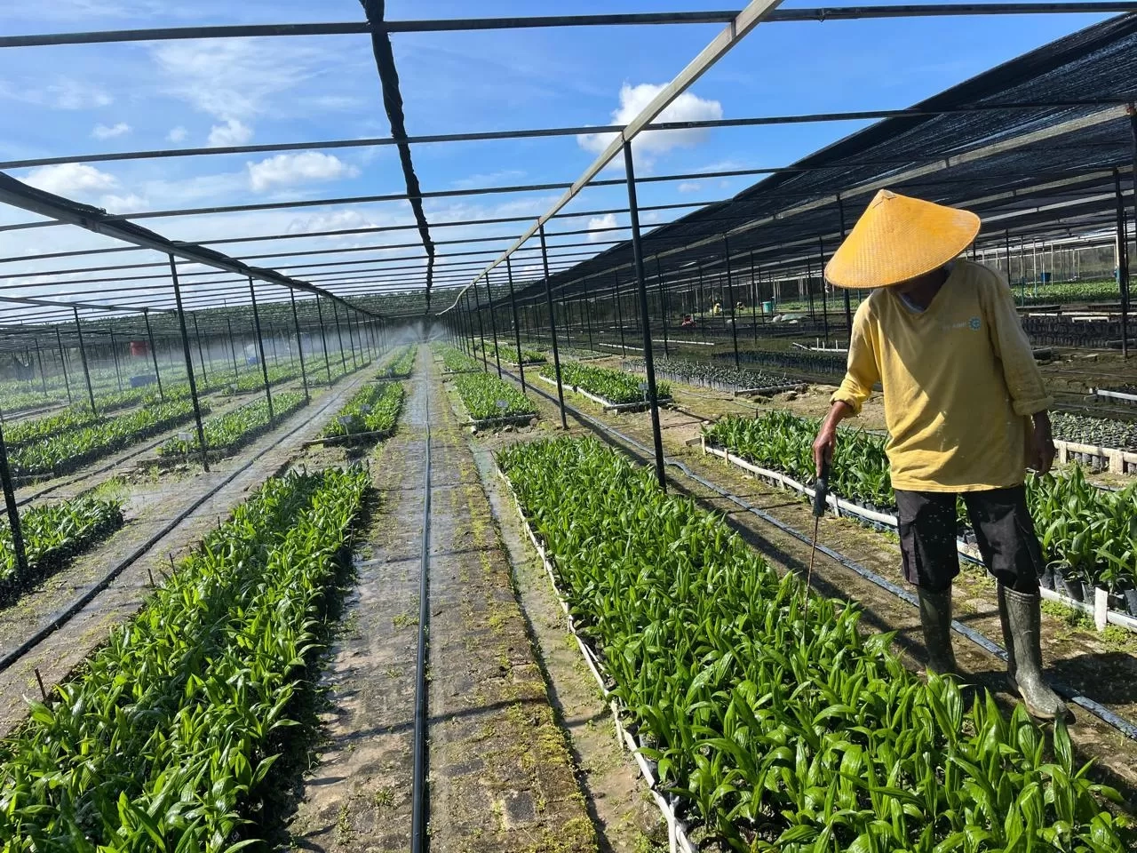 Lahan Pembibitan Astra Agro di Kalimantan Tengah Tembus 72 Hektare, Kapasitas Tampung Capai 500.000 Bibit Kelapa Sawit