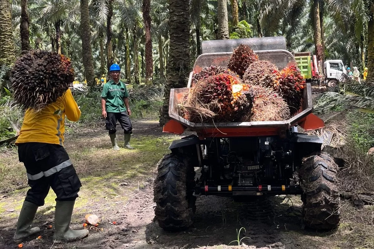 Soal Rencana Pemerintah Terapkan Biodiesel B50 Tahun Depan, Begini Respons PT Astra Agro Lestari