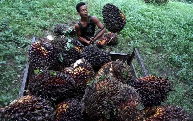 Konsumsi CPO Domestik Meningkat, Industri Sawit Didorong Perkuat Pasar Dalam Negeri
