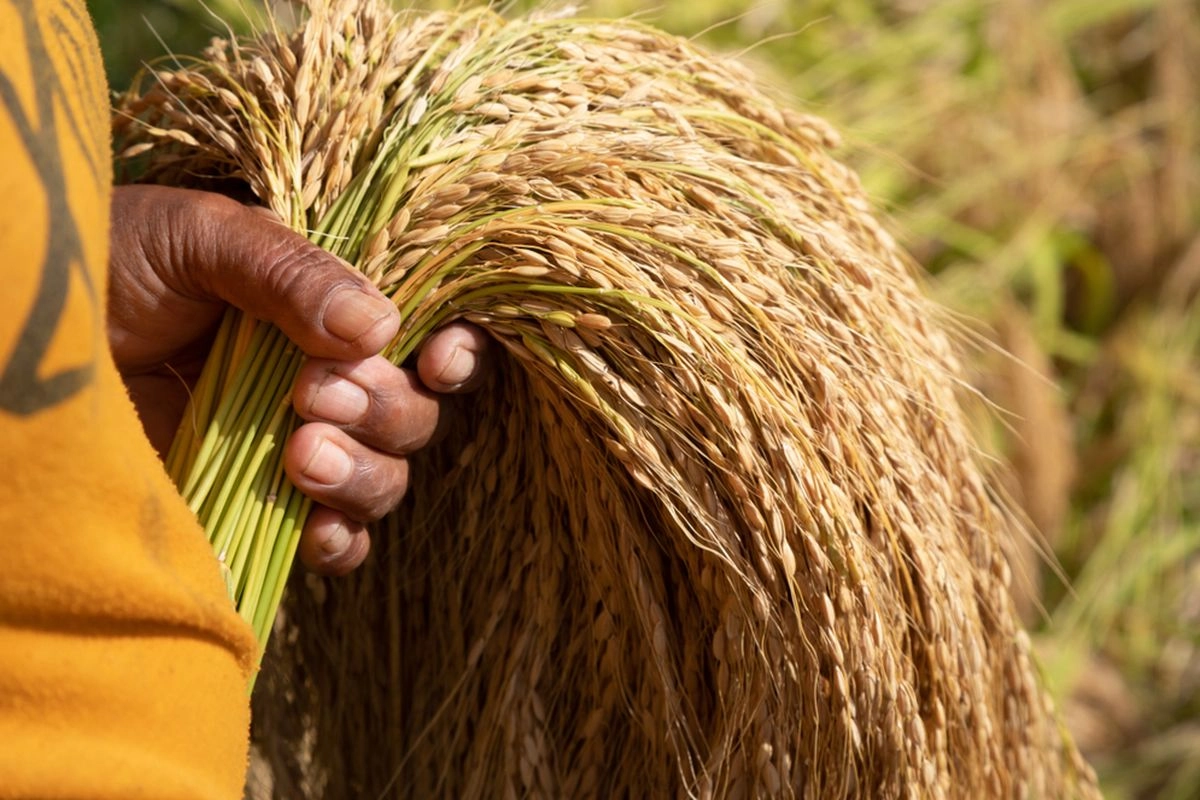 Target Swasembada Beras: Produksi Melonjak dan Tantangan Struktural