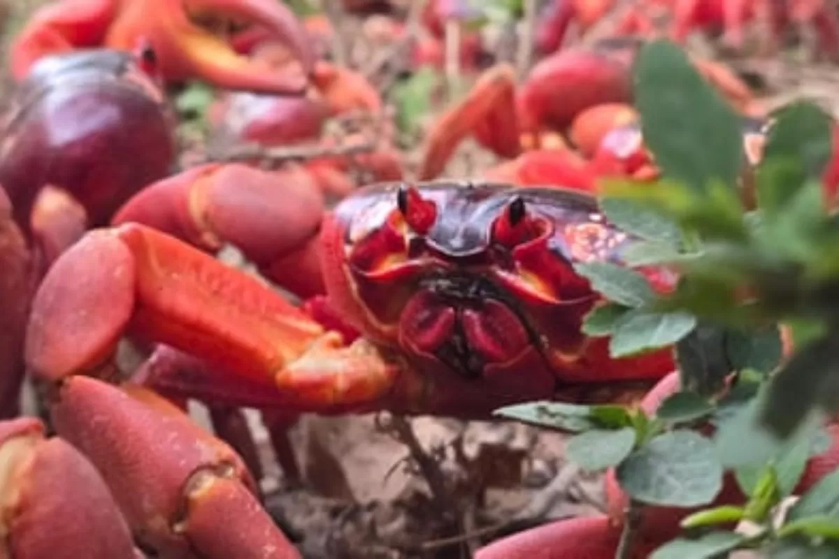 Migrasi Jutaan Kepiting Merah di Christmas Island, Keajaiban Alam yang Terulang Setiap Tahun