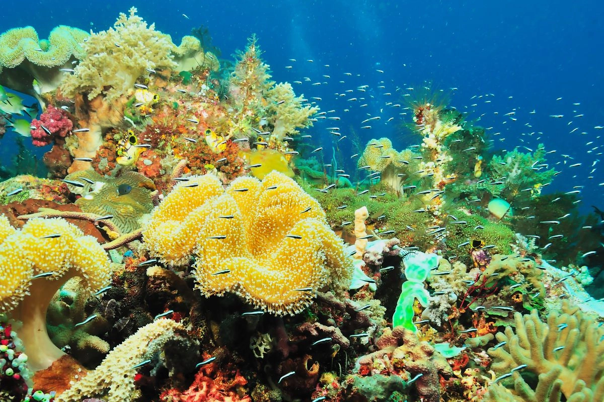 Dari Ekowisata hingga Spa Rempah Lokal: Perjalanan Menyenangkan di Likupang