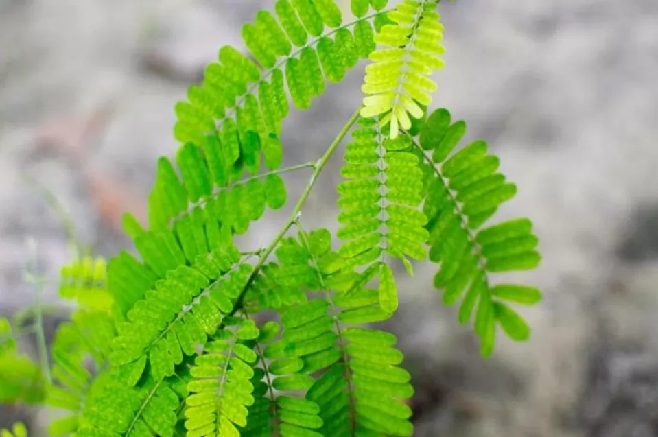 5 Manfaat Daun Saga sebagai Obat Herbal, Mulai dari Mengatasi Sariawan hingga Tingkatkan Daya Tahan Tubuh