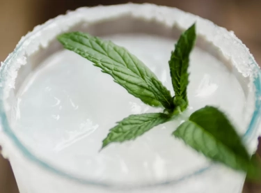 Stevia dan Diabetes: Mengupas Manfaat, Risiko, dan Fakta Ilmiah di Balik Pemanis Alami Rendah Kalori