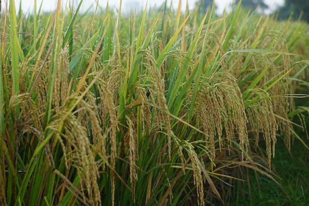 INDEF: Lonjakan Produksi Padi RI Hanya Efek Cuaca