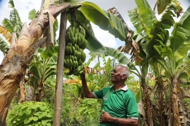 Desa Baumata Jadi Kampung Reforma Agraria, Pendapatan Warga Bertambah dari Produksi Pisang